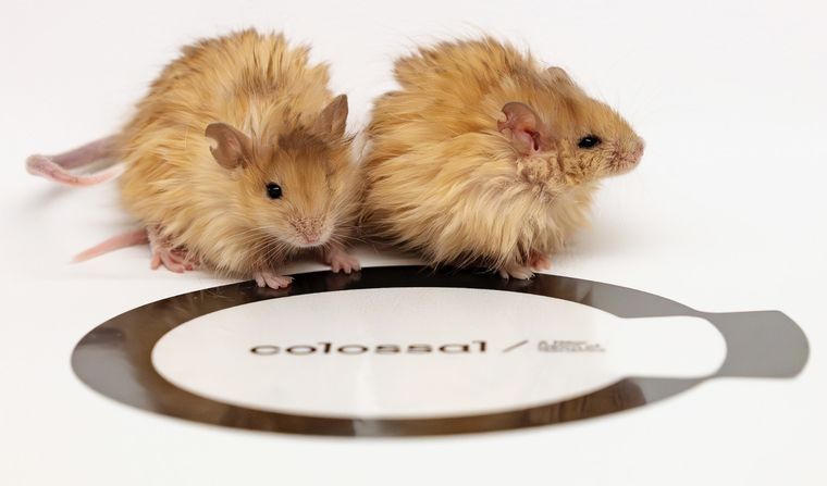 Dos ratones modificados genéticamente muestran un pelaje largo, rizado y grueso, similar al del mamut lanudo, en un avance clave hacia la desextinción de especies. Foto: EFE/ Colosssal Biosciences