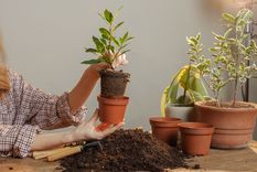 La planta que es perfecta para principiantes en jardinería.