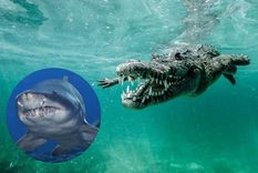 Cocodrilo marino, Tiburón toro