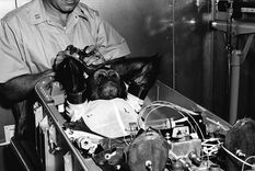 aniversario: se cumplen 63 anos del primer chimpance en la orbita terrestre