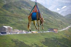 Los animales fueron rescatados en los alpes suizos. Foto: Arnd Wiegmann / Reuters Foto: Arnd Wiegmann / Reuters