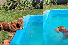 Este tierno perro conquista las redes sociales con sus travesuras Foto: Archivo MDZ Este tierno perro conquista las redes sociales con sus travesuras Foto: Archivo MDZ