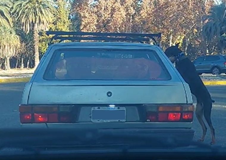 Momento en que el perro intensa subir al vehículo Foto: captura video