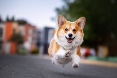 MASCOTAS Los perros denotan energía al correr como desesperados por todos lados Foto: SHUTTERSTOCK MASCOTAS Los perros denotan energía al correr como desesperados por todos lados Foto: SHUTTERSTOCK