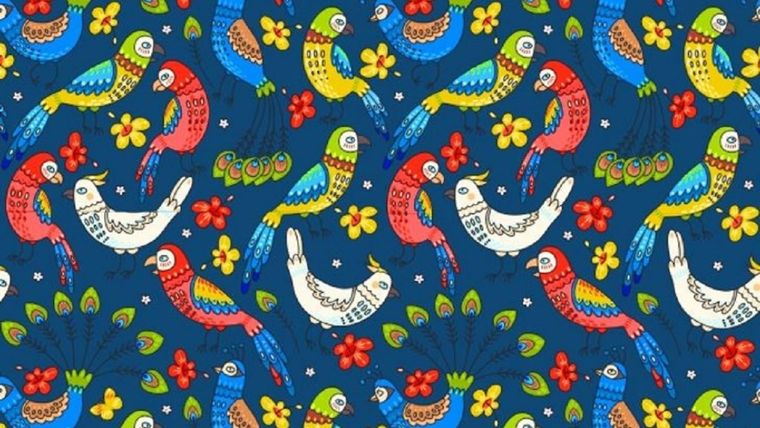 ACERTIJO VISUAL ACERTIJO VISUAL, RETO VISUAL, AVES Foto: Archivo MDZ