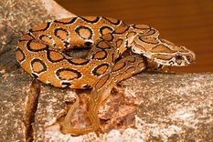 El aumento de mordeduras de serpiente en Bangladés ha desatado la alarma entre los llamamientos a la calma de las autoridades Foto: thedailystar