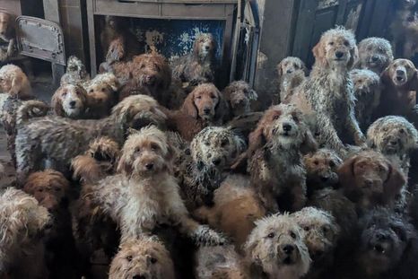 La imagen fue verificada por la organización protectora de animales. La imagen fue verificada por la organización protectora de animales.