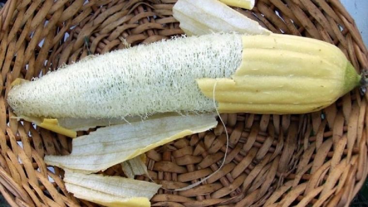 Aprende a cultivar tus propias esponjas vegetales Foto: Agritotal