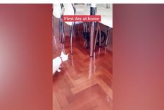 tiktok viral: el gato que recibe a su nueva mascota de forma muy particular