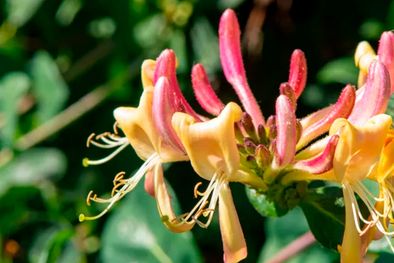 MDZol | La mejor trepadora  de hoja perenne para flores y frutos es la Lonicera implexa, también conocida como madreselva de hoja perenne. Foto: Gentileza Alamy/Robert Wyatt