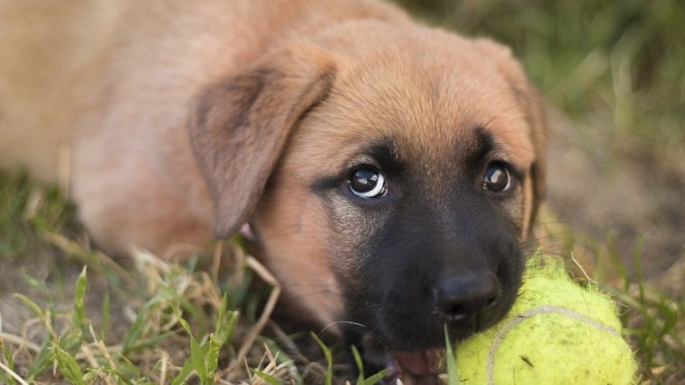 Aprende a adoptar a tu perro ideal.