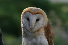 Un sueño inspirador. Foto: Fuente: Freepik