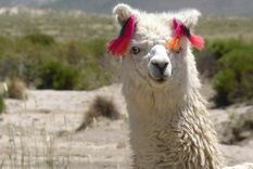 descubren un potencial e inusual aliado contra la covid-19