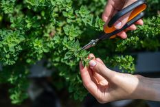 Orégano, se puede cultivar en agua. Foto: Fuente: Shutterstock