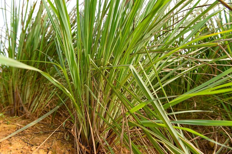 Esta es la planta que sorprende a todos con sus propiedades Foto: Shutterstock