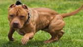 Un hombre de 35 años fue imputado luego de que su perro de raza pitbull atacara el lunes a un niño y a su madre (imagen ilustrativa). Foto: Archivo MDZ