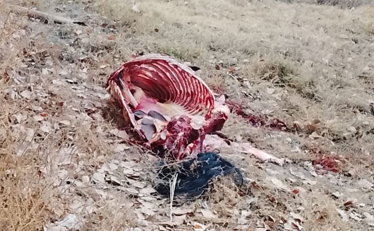 El operativo se dio tras la denuncia del encargado de un establecimiento rural ubicado sobre calle La Costa, en la zona de Isla Grande, en Maipú.