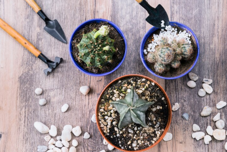 Cuáles son las plantas que atraén el dinero Foto: Freepick