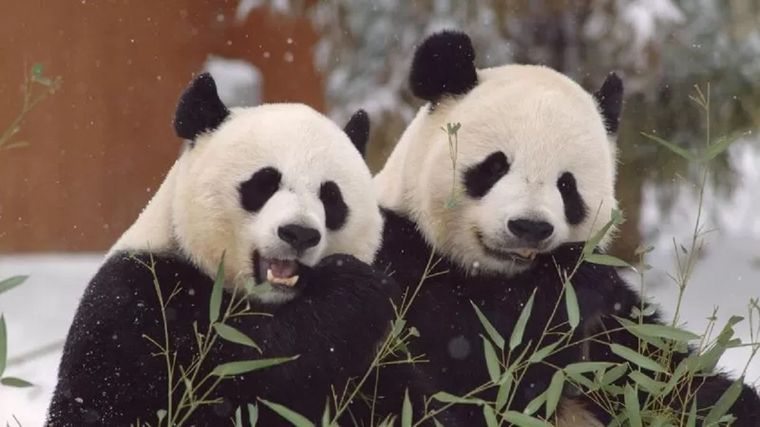 Mei Xiang y Tian Tian llegaron al Zoológico de Washington en 2000 con un préstamo inicial a 10 años que ha sido renovado más de una vez. Foto: ZOOLÓGICO NACIONAL SMITHSONIAN