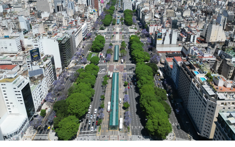 El jacarandá será el árbol más plantado en la Ciudad de Buenos Aires durante el 2024. Foto: Gobierno de la Ciudad de Buenos Aires