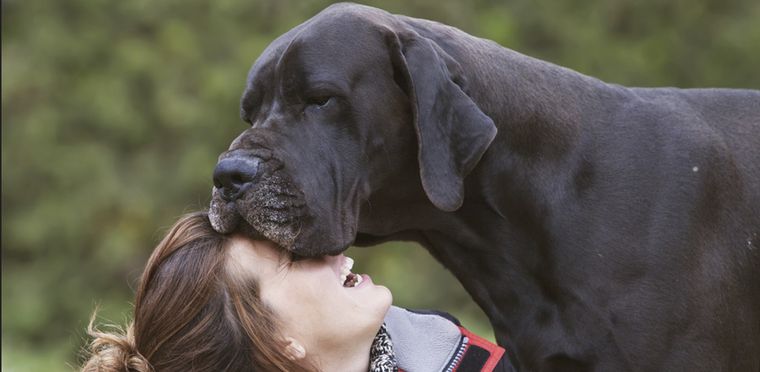 Las mascotas más cariñosas que puedes tener en casa. Foto: Shutterstock