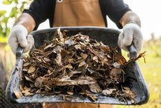 Las hojas secas son un gran elemento para el jardín. Foto: Shutterstock