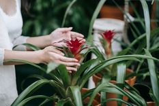 JARDÍN LAS PLANTAS AUTÓCTONAS DEBERÍAN REINAR EN CADA JARDÍN. Foto: Pexels