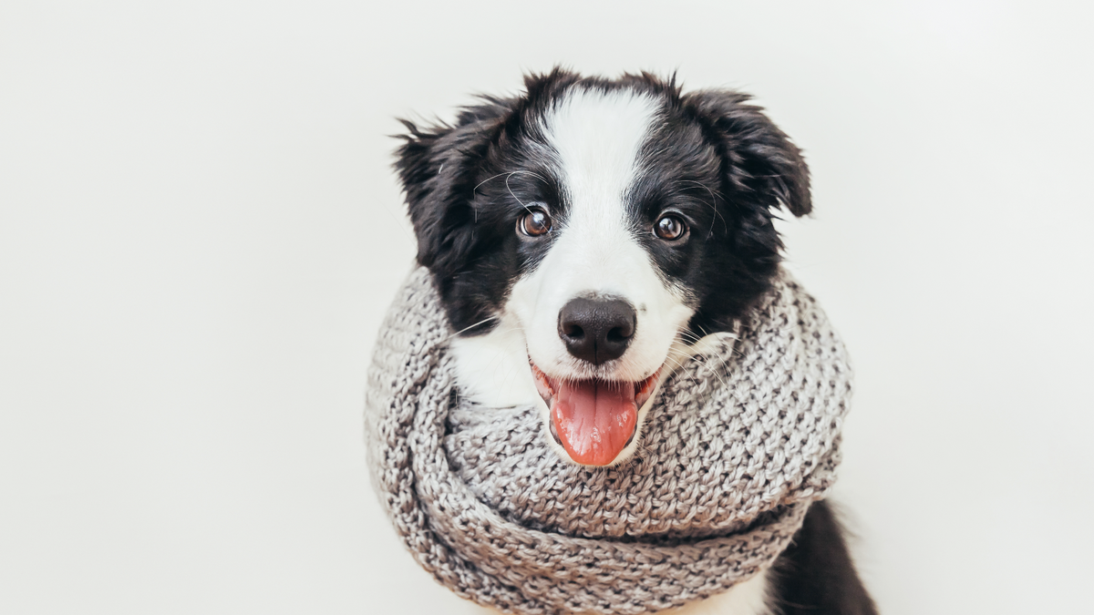 Mascota: ¿hay que abrigar a los perros en invierno?