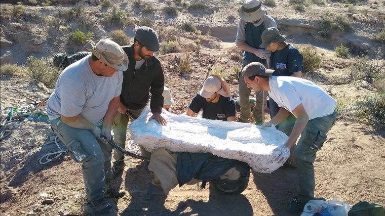 El hallazgo ocurrió en 2018, pero fue difundido esta semana Foto: Prensa Río Negro