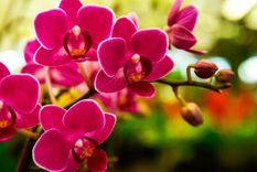 Este truco casero dejará a las orquídeas fuertes y sanas.