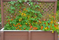 Esta planta es ideal para darle vida al hogar.