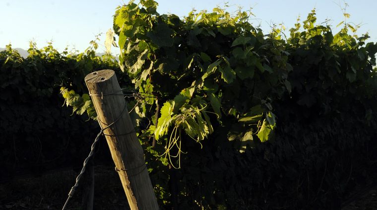 La tecnología desarrollada permitirá optimizar la producción de vid Foto: ALF PONCE MERCADO / MDZ