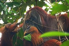Rakus sufrió una herida en la cara que se trató con una planta medicinal Foto: BBC