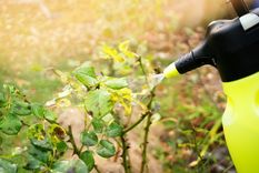 JARDÍN LOS HONGOS SE ALIMENTAN DE LAS PLANTAS, Y PUEDEN OCASIONARLES LA MUERTE Foto: SHUTTERSTOCK
