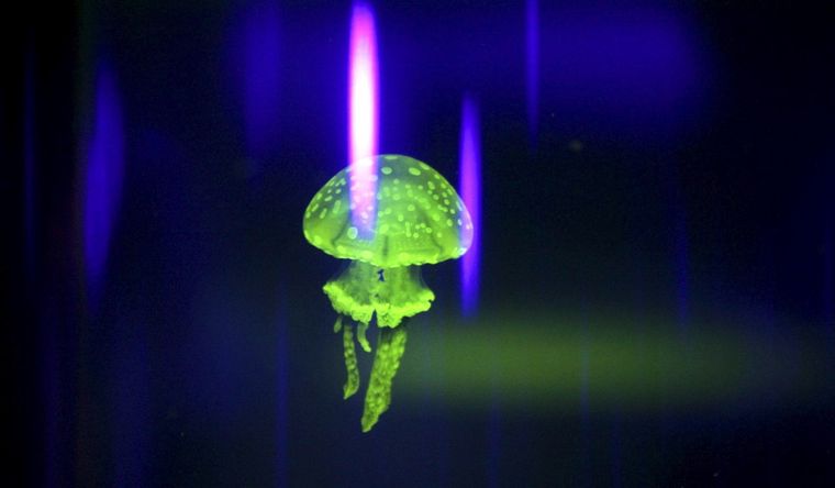 La medusa es un ejemplo claro de bioluminiscencia. Foto: Efe.