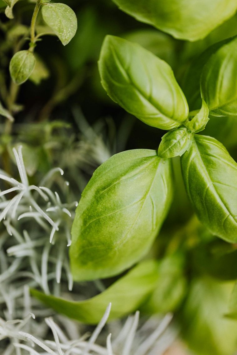 ¿Cómo cuidar la planta de albahaca para que inunde de aroma mi jardín? La planta de albahaca tiene un aroma delicioso. Foto: Pexels