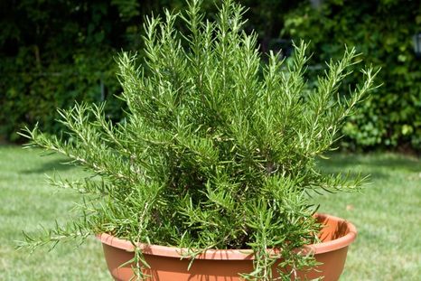 Además contiene numerosas vitaminas y minerales. Foto: Archivo