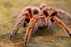 tene cuidado al calzarte: contrabandean 119 tarantulas en zapatillas