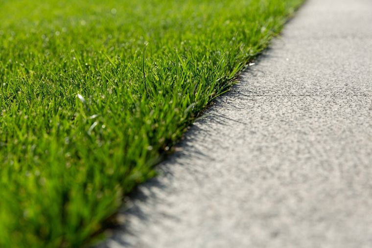 Mantener el césped limpio y bien regado en agosto favorece su crecimiento y resistencia para la primavera. Foto: Shutterstock Mantener el césped limpio y bien regado en agosto favorece su crecimiento y resistencia para la primavera. Foto: Shutterstock 