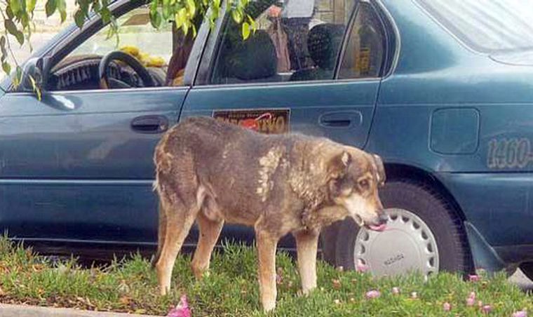 Foto: Gentileza La Opinión (Bolivia)