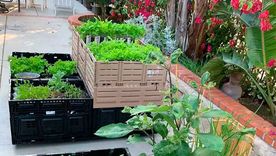 Las huertas decorativas mezclan verduras, flores y hierbas aromáticas en jardines modernos y sustentables. Las huertas decorativas mezclan verduras, flores y hierbas aromáticas en jardines modernos y sustentables.