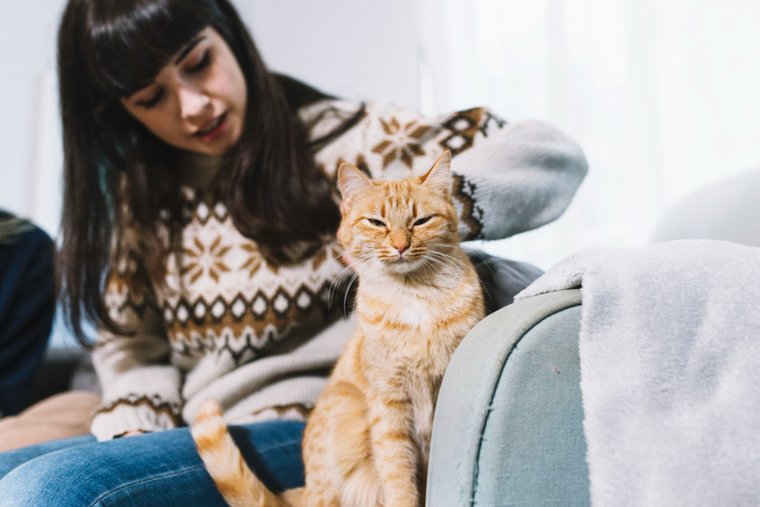 Los gatos suelen buscar a sus dueños con el correr del tiempo. Foto: Freepick