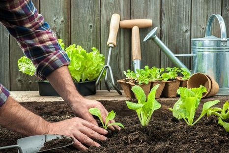 No te olvides de plantar estas semillas en tu jardín. Foto: Shutterstock No te olvides de plantar estas semillas en tu jardín. Foto: Shutterstock