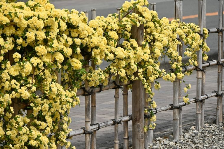 Esta planta cubre paredes y pérgolas en poco tiempo. Foto: Shutterstock Esta planta cubre paredes y pérgolas en poco tiempo. Foto: Shutterstock