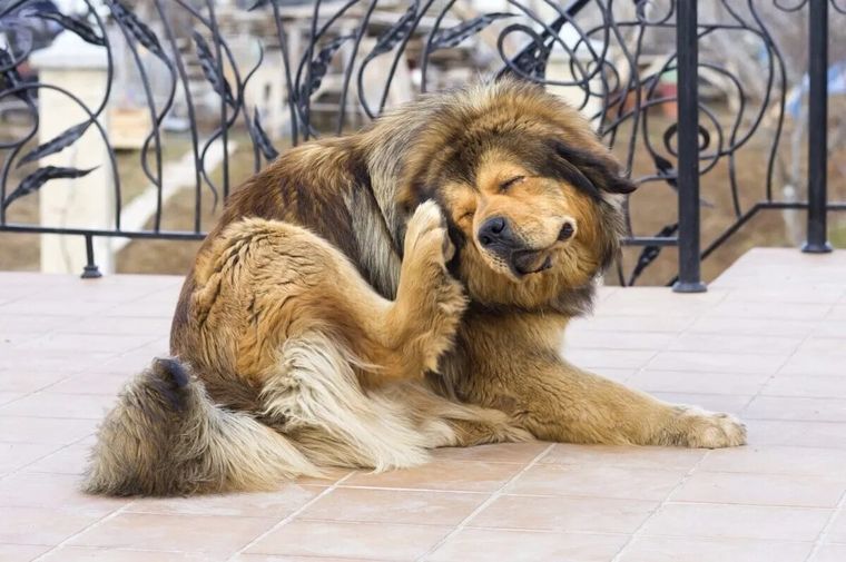 Foto: Foto: Alma animal