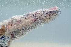 Foto: http://www.fotciencia.es/