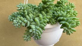Las suculentas son una de las mejores opciones para quienes buscan plantas fáciles de cuidar. Foto: Shutterstock. Las suculentas son una de las mejores opciones para quienes buscan plantas fáciles de cuidar. Foto: Shutterstock.