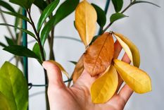 Estas son las causas que pueden estar afectando a tu planta. Foto: Shutterstock