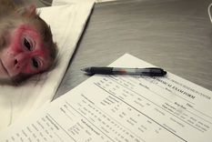 Los animales son habitualmente utilizados por la ciencia. Foto: Scott Olson/Getty Images Los animales son habitualmente utilizados por la ciencia. Foto: Scott Olson/Getty Images