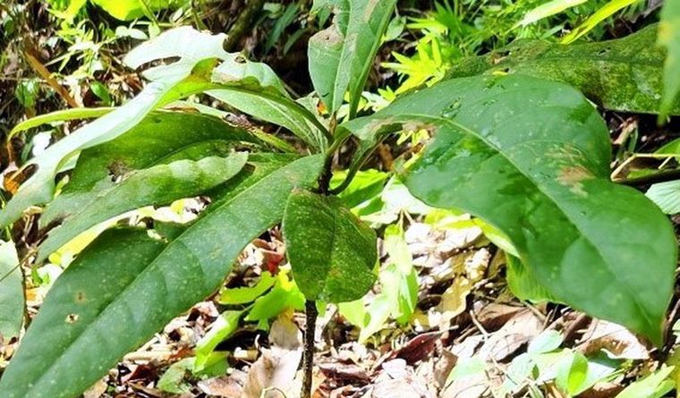 Se trata de un taxón desconocido de laurácea con frutos. Foto: Dpa.